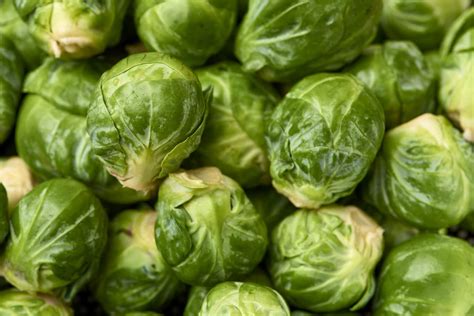 long island brussel sprout seeds honest seed