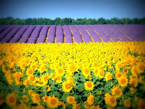 beautiful sunflower lavender field  provence