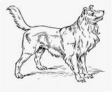 Ausmalbilder Collie Hunde Malvorlagen Kinder Welpen Ausmalen Dog Tiere Dackel Clipartkey Terrier Hunden sketch template