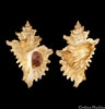 Afbeeldingsresultaten voor "ocenebra Erinacea". Grootte: 96 x 100. Bron: www.colleconline.com