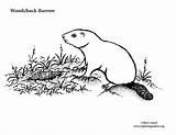 Burrow Coloring Woodchuck Exploringnature sketch template