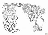 Coloring Grapes Supercoloring sketch template