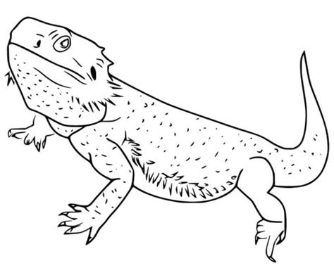 discover fun  bearded dragon coloring pages