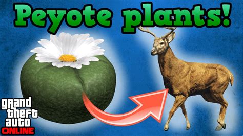 peyote plants gta  guides youtube