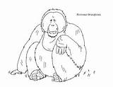 Orangutan Bornean Drawings Teachers sketch template
