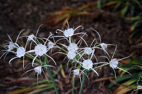 hymenocallis occidentalis var eulae spider lily van zand flickr