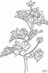Geranio Geranios Pelargonium Geranium Schoen Blumen Supercoloring Fiori Pintar Geraniums Ausmalbild Malvorlage sketch template