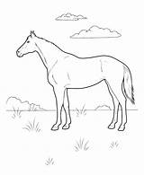 Colorat Desene Planse Animale Cu Cai Calul sketch template