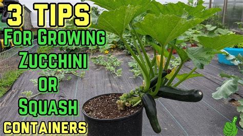 grow zucchini   container  simple tips works