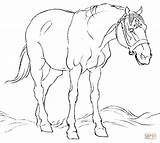 Horse Coloring Pages Clydesdale Field Horses Color Printable Print Getcolorings Drawing sketch template