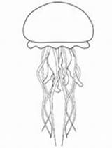 Jellyfish Coloring Pages Ocean Outline Print Cute Animal Printable Template Drawing Animals Ws Templates Drawings Diagram Choose Board Body sketch template