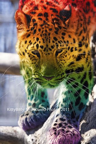 rainbow leopard  sarah jane flickr