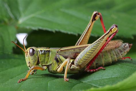 grasshopper insect wallpapers hd desktop  mobile backgrounds