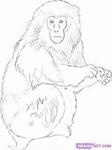 Monkey Drawing Draw Drawings Animal Realistic Japanese Easy Monkeys Snow Coloring Animals Step Pages Dragoart Template Face Tutorial Getdrawings Cartoon sketch template