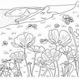 Coloring Pages Field Flower Nature Therapy Adult Cool Books Choose Board Next Printable sketch template