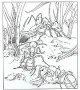 Mieren Fourmi Kids Cigale Natuur Mier Volwassenen Dieren Around Ums Ausmalbilder Kleuterdigitaal Colorare Colorier Colony Insecten Ants Buzz2000 Rondom Kleurplaatjes sketch template