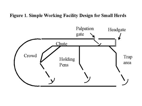 Cattle Corral Designs Layouts Beef Cattle Working Facility