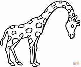 Girafas sketch template