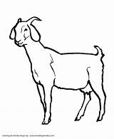 Coloring Goat Pages Wild Kids Animal Animals Honkingdonkey Female Print Sheet sketch template