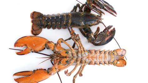 25 delicious facts about lobsters mental floss