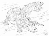 Coloring Colorare Alligator Alligators Alligatori Disegni Crocodile Supercoloring Alligatoren Ausmalbild Coloringbay sketch template