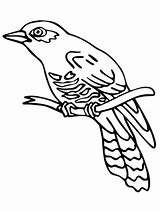 Cuckoo Perched Common Coloringsky Billed sketch template