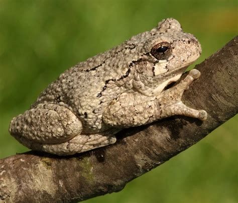 types  tree frogs   ontario id guide bird watching hq