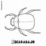 Escarabajos Escarabajo Insectos Plusesmas sketch template