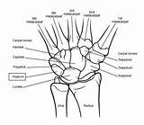 Bones Anatomy Joint Carpal Joints Proximal Distal Forearm Radius Pisiform Ligaments sketch template