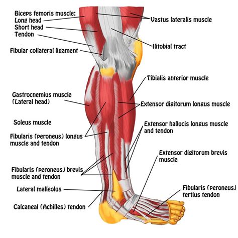 tendons  foot diagram diagram   leg muscles  tendons