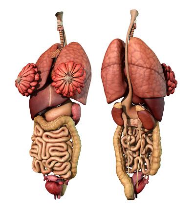 human organ map female anatomy  internal organs female bodemawasuma