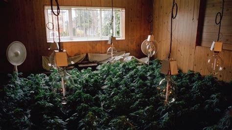 A Look Inside Illegal Canadian Weed Grow Houses From The