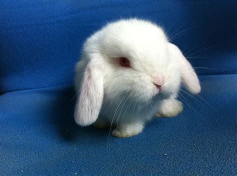rabbits for sale in singapore sold 5 weeks old chubby ruby eye
