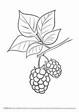 Blackberry Berries Colouring Berry Moona sketch template