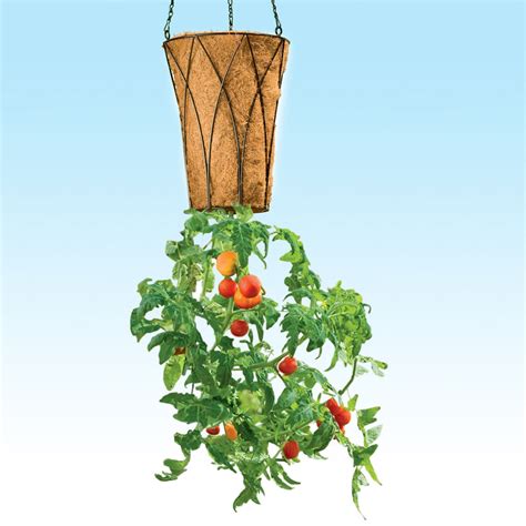 deluxe revolution upside  tomato planter  green head