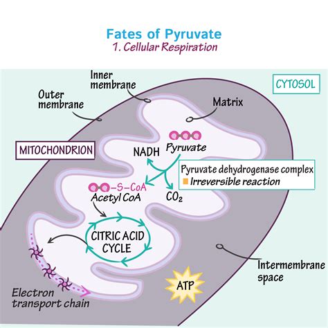 Biochemistry Glossary Fates Of Pyruvate 1 Cellular Respiration