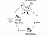 Trematode Species Generalized Trematodes Californica sketch template
