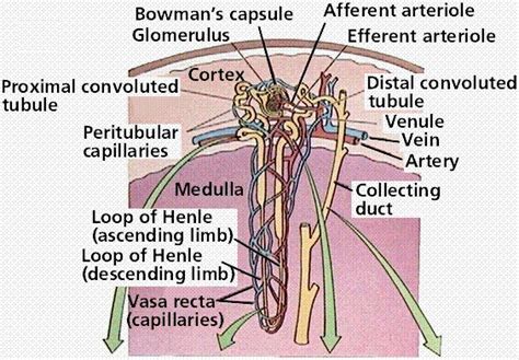 7 best images about urinary system on pinterest pathways calculus and medical center