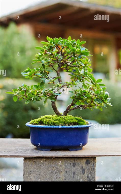 bonsai azalea stock photo  alamy
