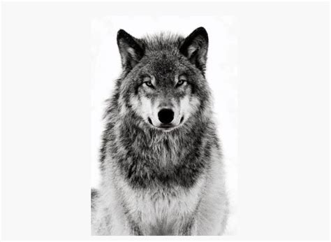 wolf images  pinterest wild animals wolves  wolf eyes