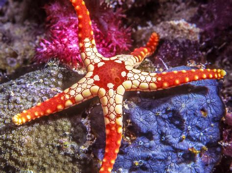 starfish lessons  kids stemhax