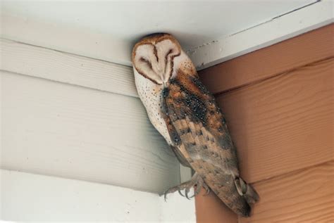 sleepy barn owl finds camouflage    porch