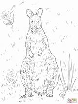 Wallaby Coloring Red Necked Pages Designlooter 73kb 1024px Drawing sketch template