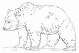 Bear Grizzly Coloring Pages Realistic Printable Drawing Color Print Bears Patterns Getcolorings Polar Adult Visit Drawings Su sketch template