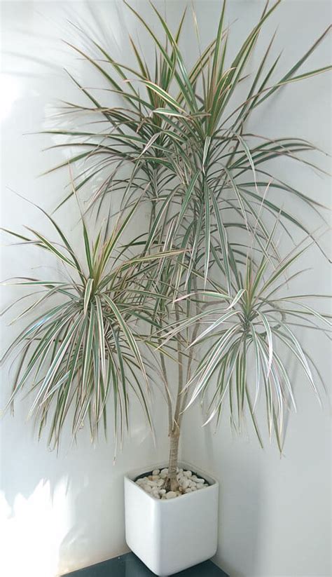 Dracaena Marginata (Madagascar Dragon Tree) Guide | Our