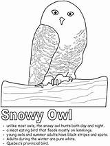 Snowy Quebec Owls Nocturnal Kidzone Arctic Manitoba Alberta sketch template