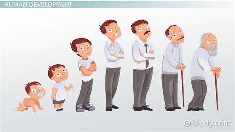 stages  human development overview phases lesson studycom