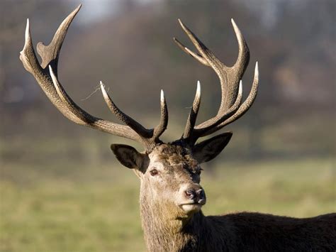 deer antlers wallpaper