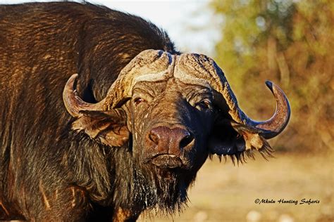 Cape Buffalo Mkulu African Hunting Safaris