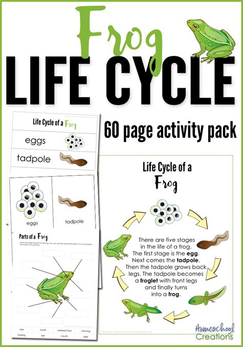 frog life cycle printables  page activity pack  activity sheets